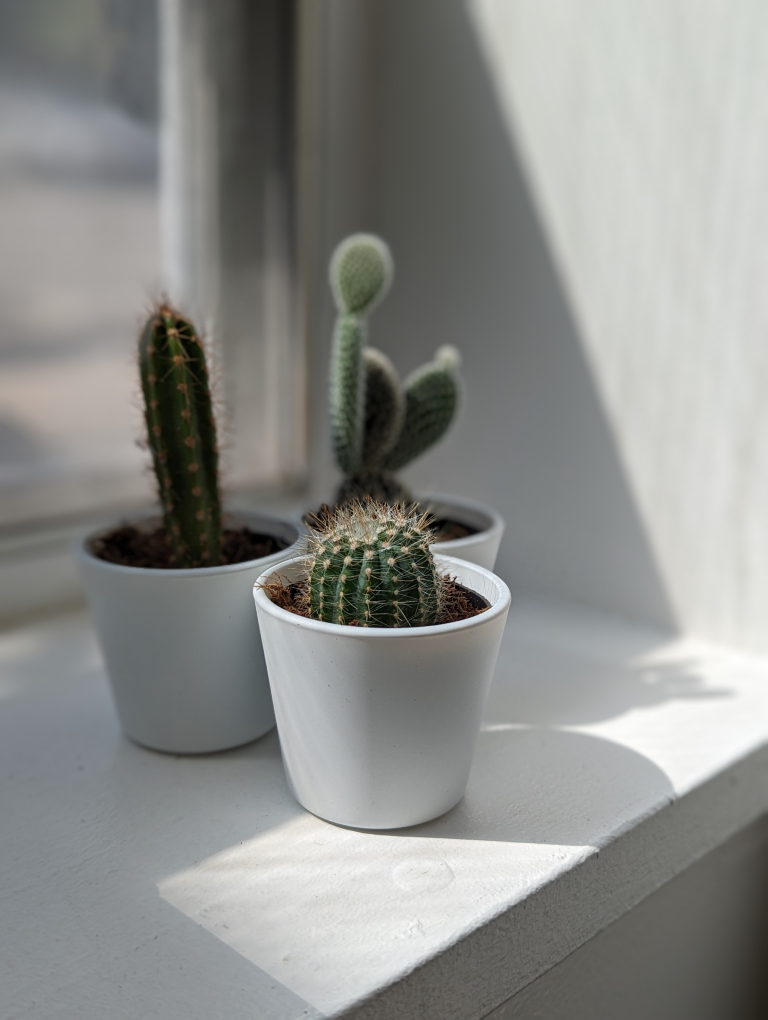 cactus 768x1020