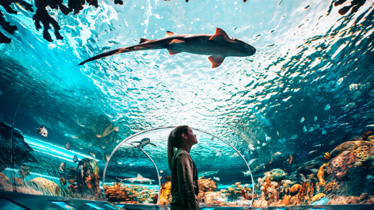 RAC Dangerous Lagoon 768x432