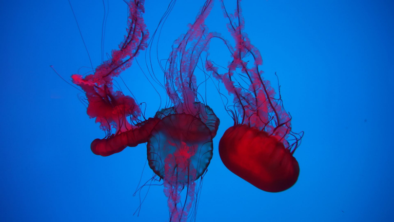 RAC Sea Nettles 768x432