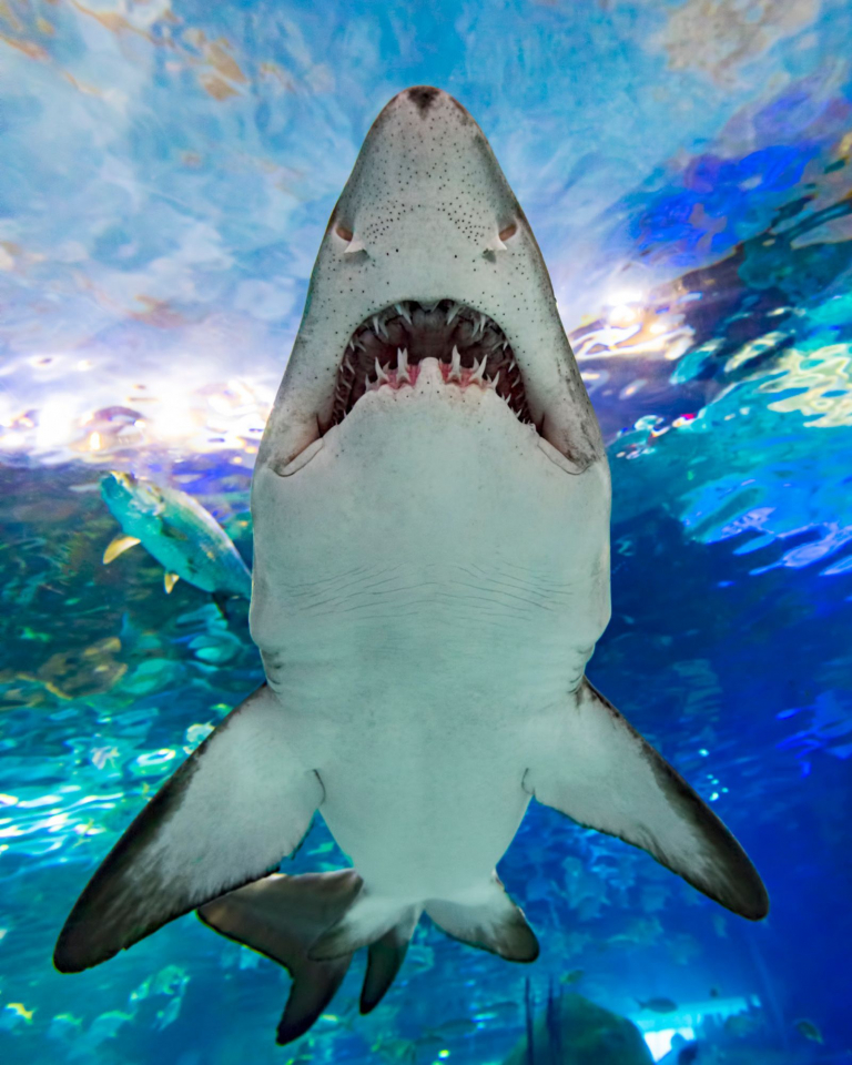 RAC Shark Teeth 768x960